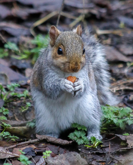 Grey Squirrel 3 (photo)