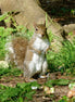 Grey Squirrel (photo)