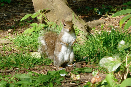 Grey Squirrel (photo)