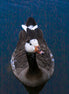 Greylag Goose (photo)