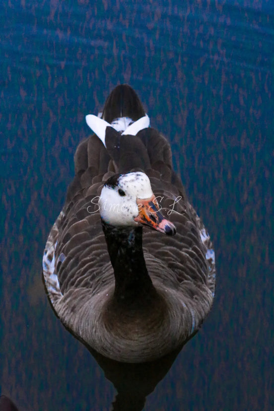 Greylag Goose (photo)