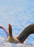 Greylag Goose taking off (photo)