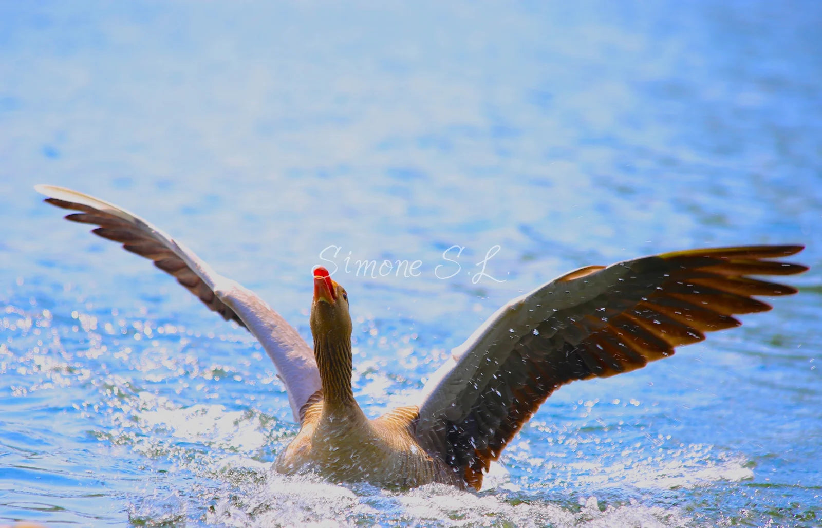 Greylag Goose taking off (photo)