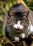 Grumpy Cat (photo)