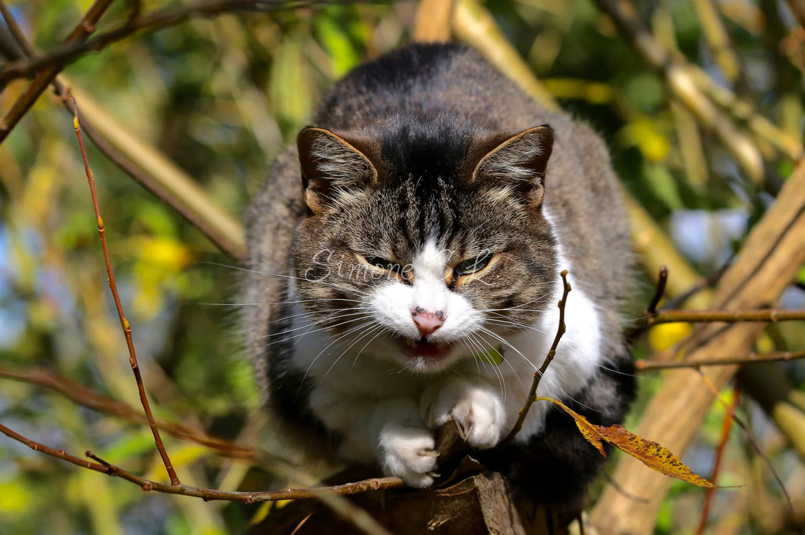 Grumpy Cat (photo)
