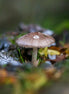 Happily Growing mushroom (photo)