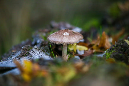 Happily Growing mushroom (photo)