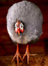 Helmeted Guineafowl (photo)