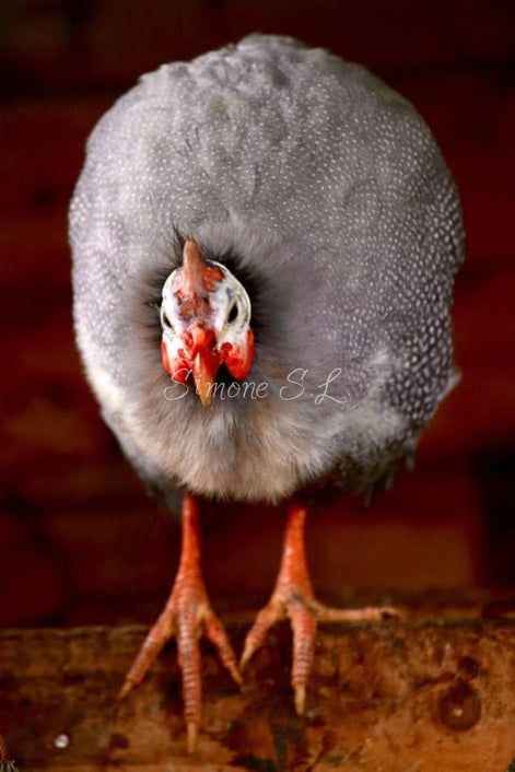 Helmeted Guineafowl (photo)