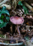 Hidden Away (photo)