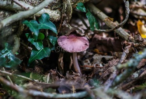Hidden Away (photo)