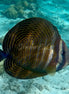 Indian Sailfin Tang Fish (photo)