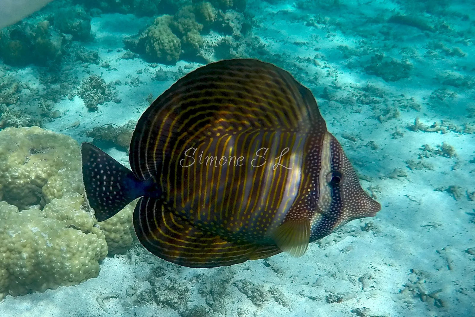 Indian Sailfin Tang Fish (photo)