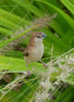 Indian Silverbill Bird (photo)