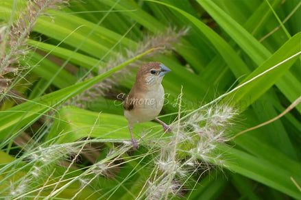 Indian Silverbill Bird (photo)