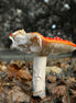 Injured Fly Agaric (photo)