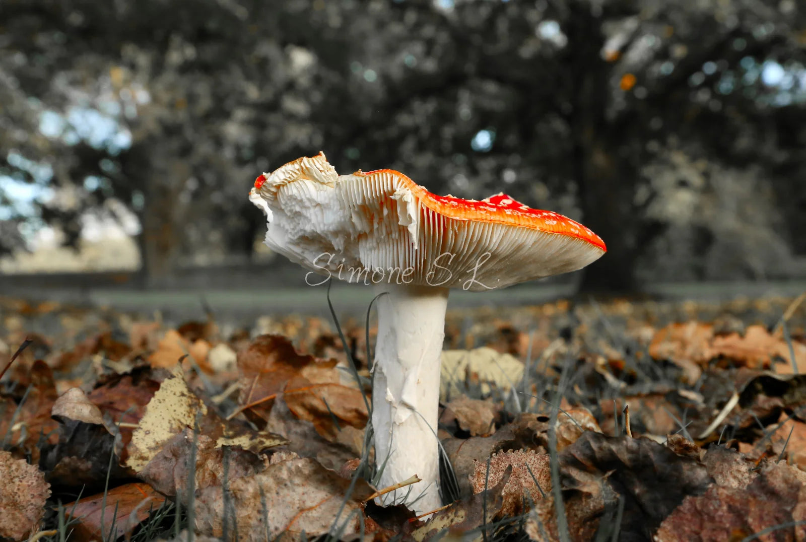 Injured Fly Agaric (photo)