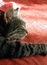 Jack The Cat 3 (photo)
