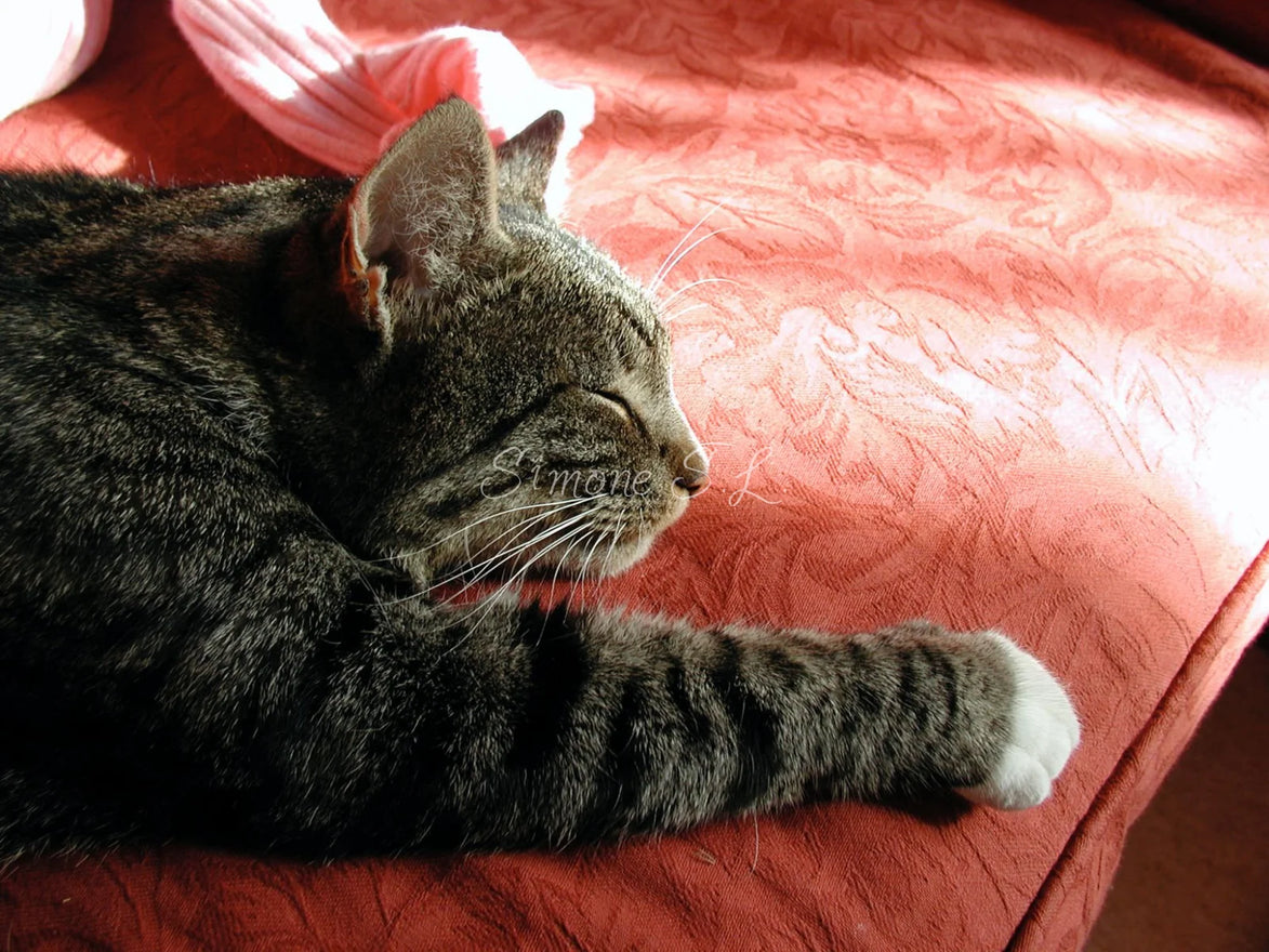 Jack The Cat 3 (photo)