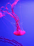 Jellyfish 1 (photo)