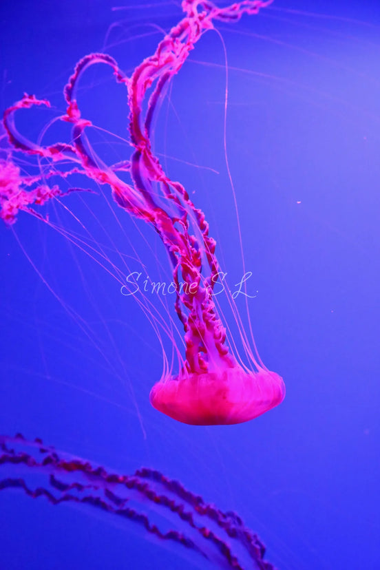 Jellyfish 1 (photo)