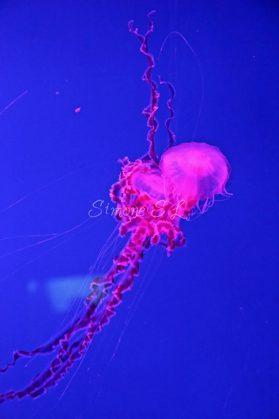 Jellyfish 3 (photo)