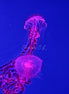Jellyfish 4 (photo)