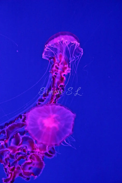 Jellyfish 4 (photo)