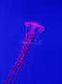 Jellyfish 5 (photo)