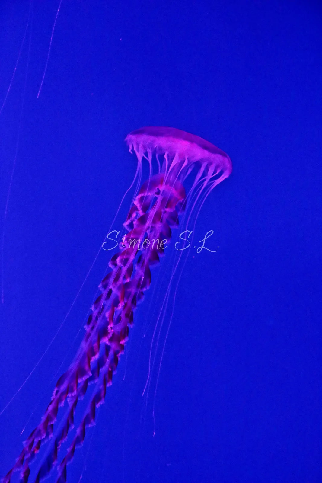 Jellyfish 5 (photo)