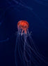 Jellyfish 6 (photo)