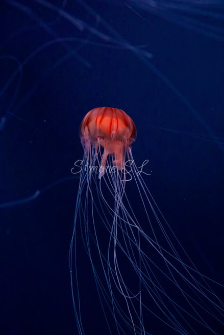 Jellyfish 6 (photo)