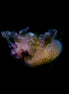 Jellyfish 8 (photo)