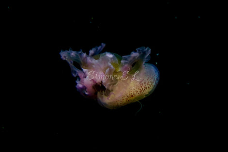 Jellyfish 8 (photo)