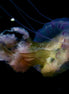 Jellyfish 9 (photo)