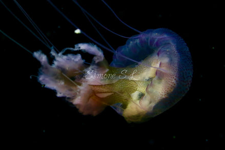 Jellyfish 9 (photo)