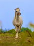 Just Horsing Around (photo)