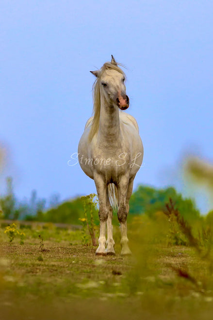 Just Horsing Around (photo)