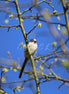 Long-tailed Tit (photo)