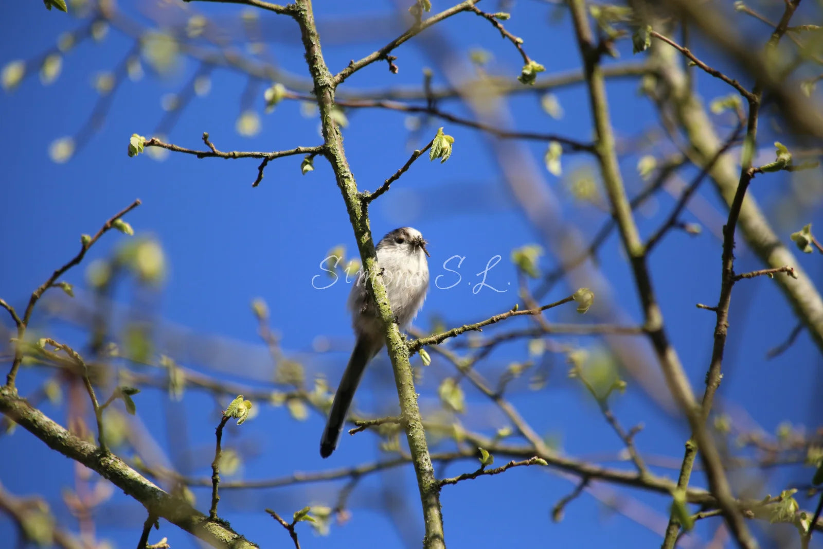 Long-tailed Tit (photo)