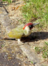 Male European Green Woodpecker (photo)