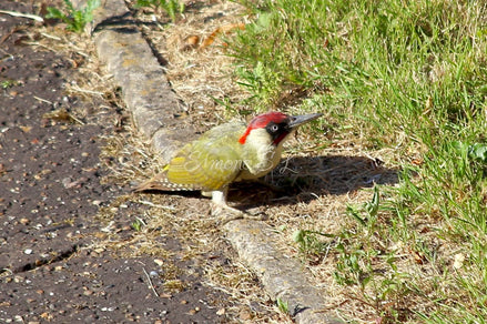 Male European Green Woodpecker (photo)