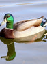 Mallard Duck (photo)
