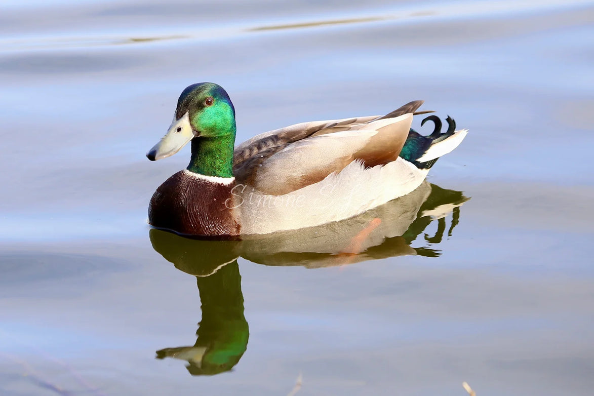 Mallard Duck (photo)