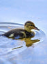 Mallard Duckling 6 (photo)