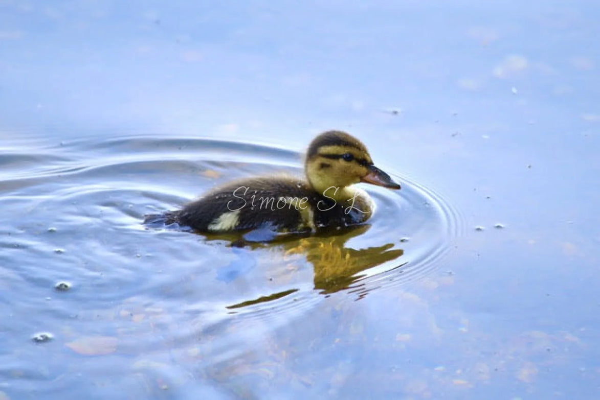 Mallard Duckling 6 (photo)