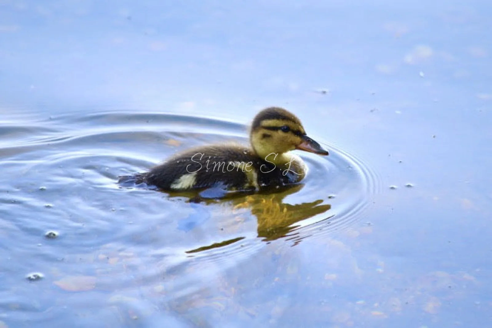 Mallard Duckling 6 (photo)