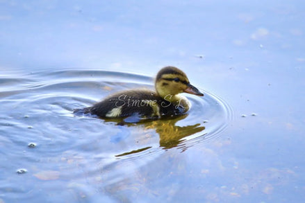 Mallard Duckling 6 (photo)