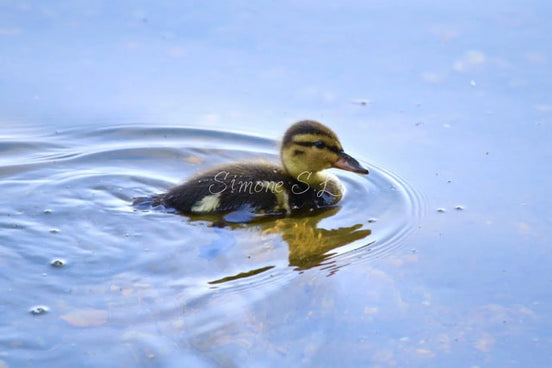 Mallard Duckling 6 (photo)