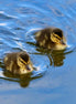 Mallard Ducklings 5 (photo)